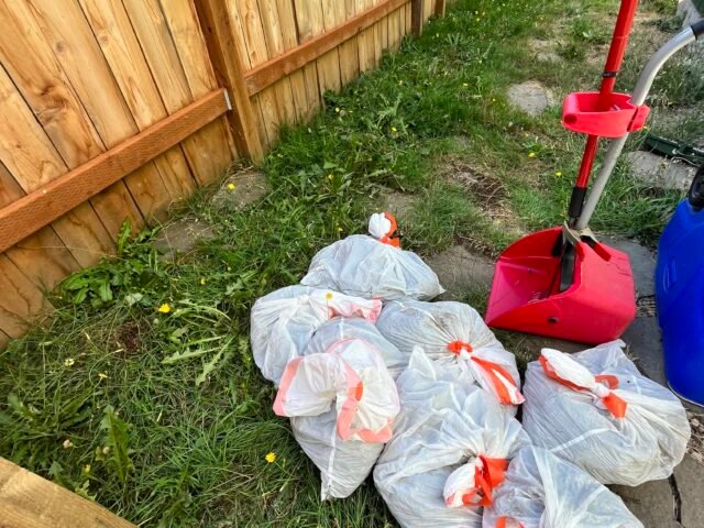 Clean yard with no dog waste