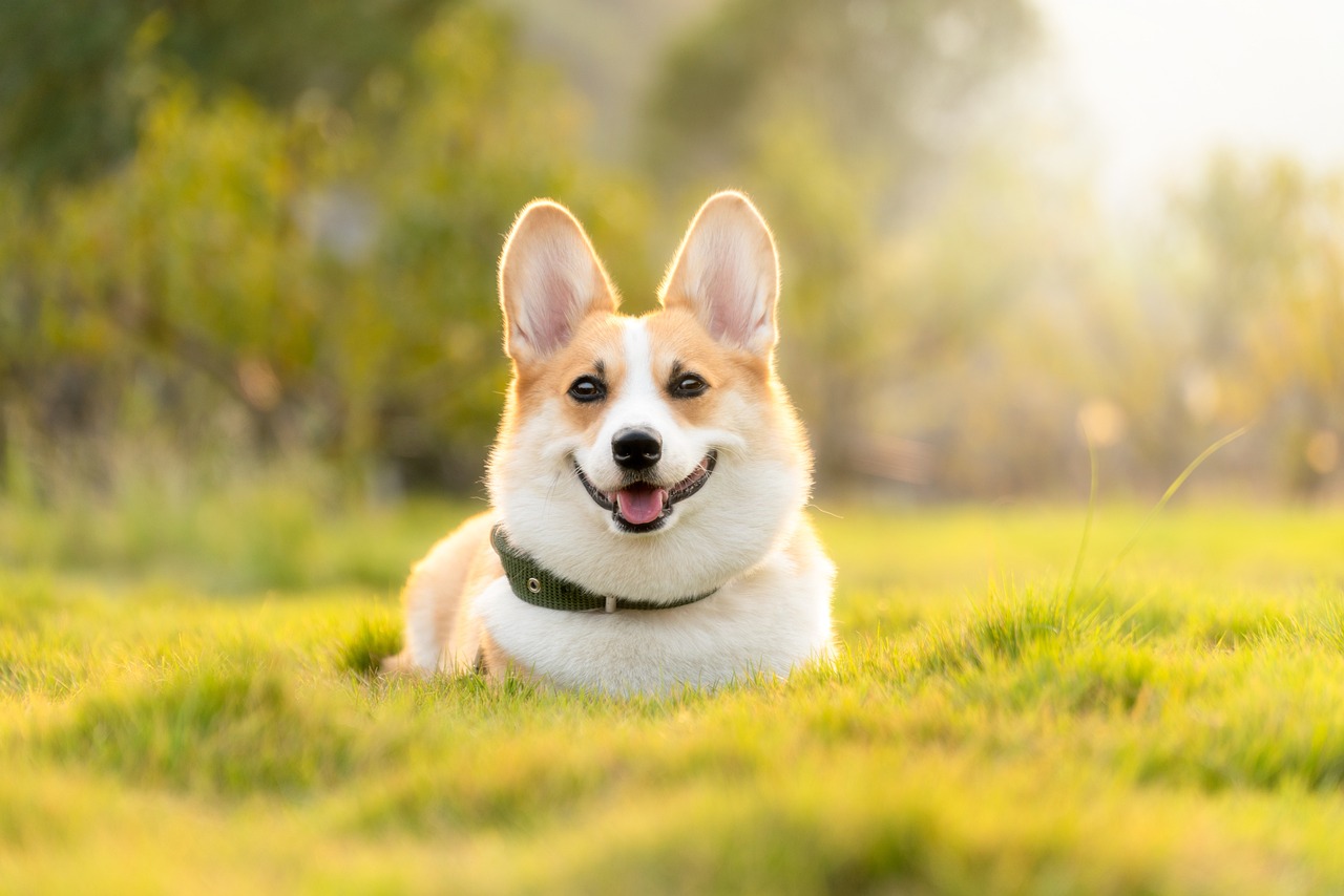 How a clean, poop-free, yard helps the environment